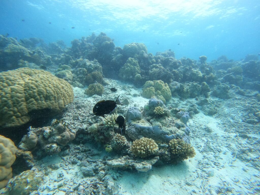 Scuba Diving in the Maldives