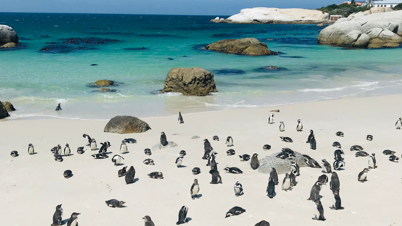 Boulders Beach Penguin Colony