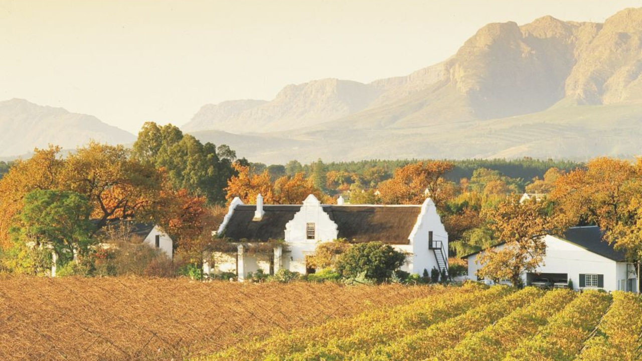 The Vineyards of Stellenbosch