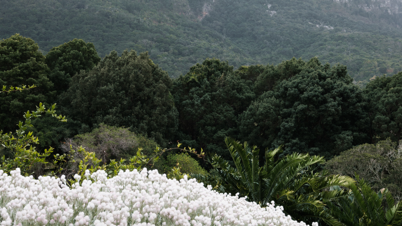 Kirstenbosch National Botanical Garden