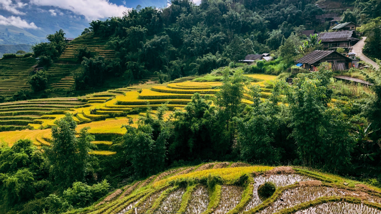 Sapa Rice Fields, Vietnam